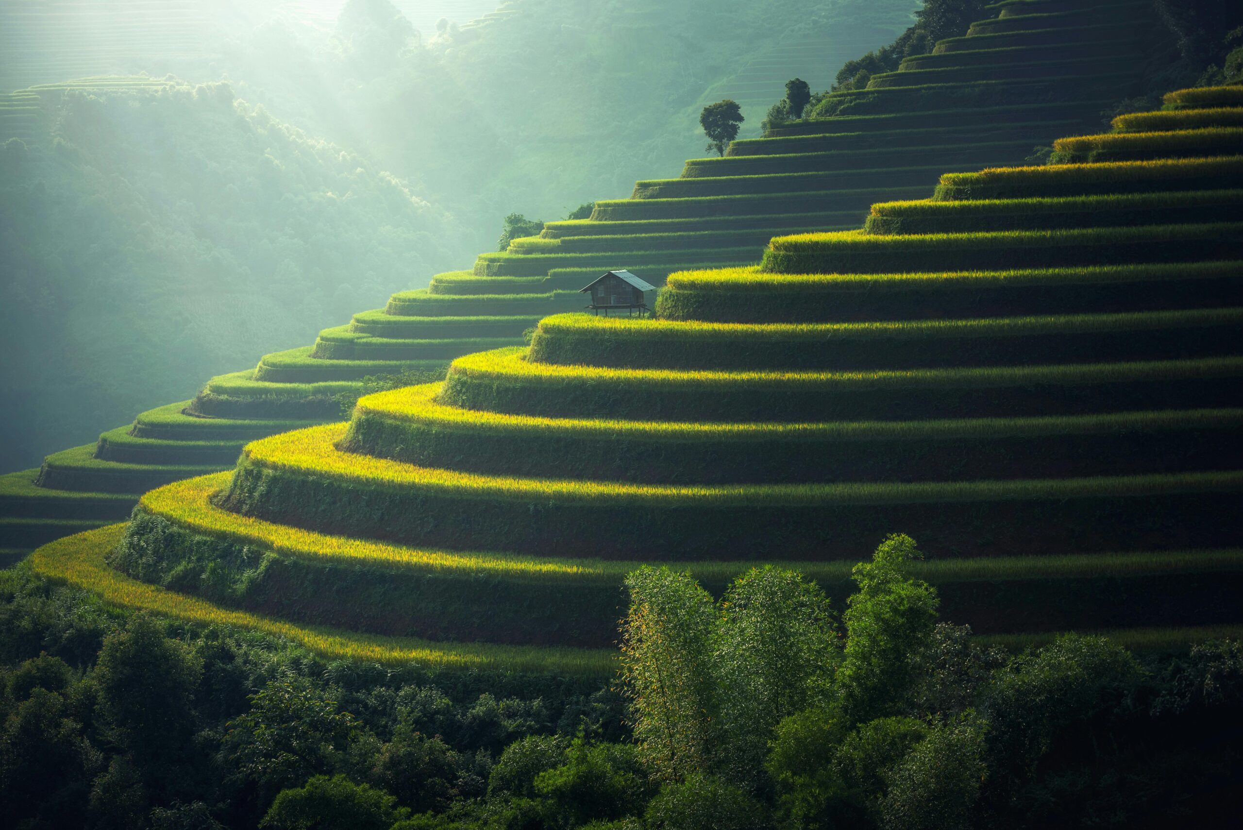 Home Lush green terraced rice fields with a rustic hut under soft sunlight.